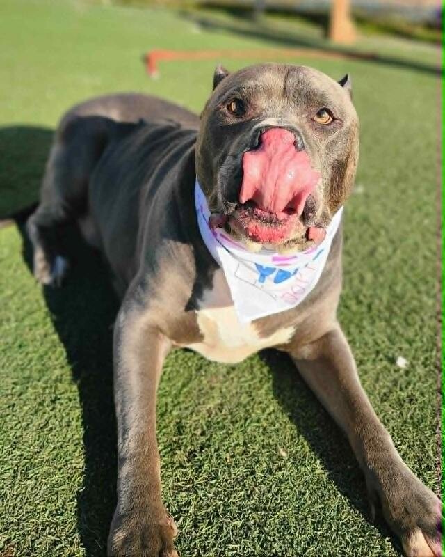 Picture of the Animal Listed